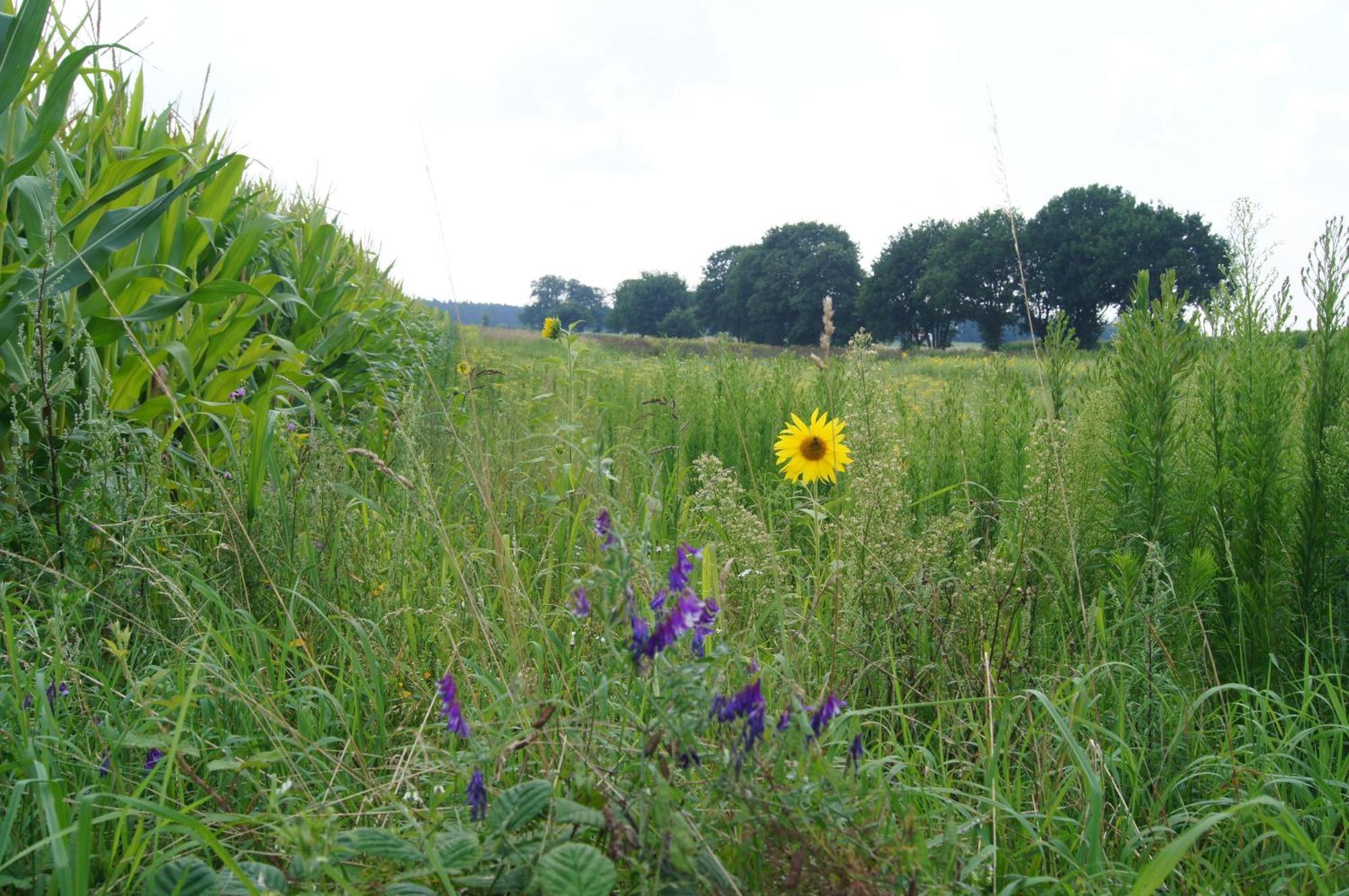 Hoeve Linnerveld Merum Екстериор снимка